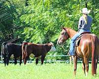 trail-riding-quarter-horse