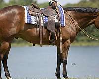 athletic-quarter-horse