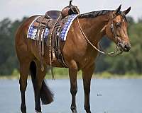 hunt-seat-equitation-quarter-horse