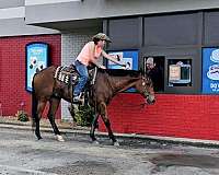 ranch-versatility-quarter-horse