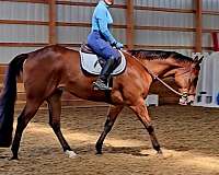 ranch-work-quarter-horse