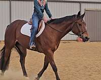 ridden-english-quarter-horse