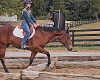 ridden-western-quarter-horse