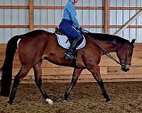 roping-quarter-horse