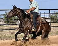 cutting-quarter-horse