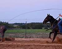 flashy-quarter-horse