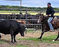 ranch-versatility-quarter-horse