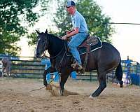 ranch-work-quarter-horse