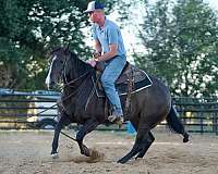 roping-quarter-horse