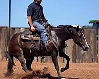 western-riding-quarter-horse