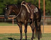 athletic-quarter-horse