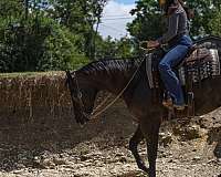 ranch-work-quarter-horse