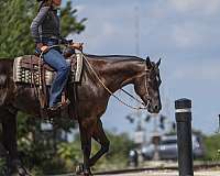 roping-quarter-horse