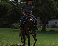 western-riding-quarter-horse