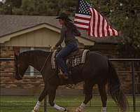 black-quarter-horse-gelding