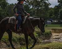 working-cattle-quarter-horse