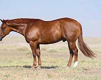 athletic-quarter-horse