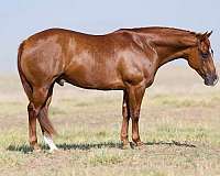 calf-roping-quarter-horse