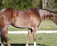 athletic-quarter-horse