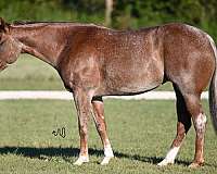 calf-roping-quarter-horse