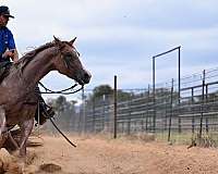 performance-quarter-horse