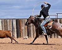 ranch-versatility-quarter-horse