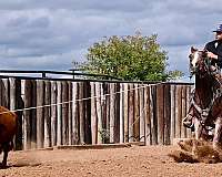 ranch-work-quarter-horse