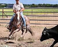 roping-quarter-horse