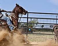 western-riding-quarter-horse