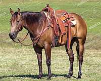 beginner-quarter-horse