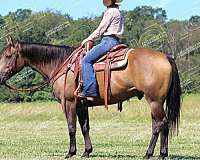 athletic-quarter-horse