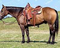 calf-roping-quarter-horse