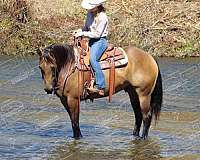 parade-quarter-horse