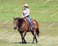 performance-quarter-horse