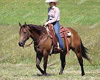 ranch-versatility-quarter-horse