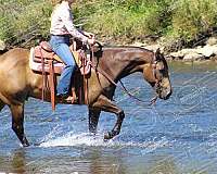 ranch-work-quarter-horse