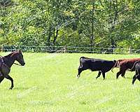 roping-quarter-horse