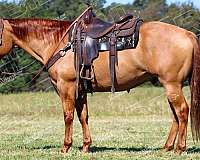 athletic-quarter-horse