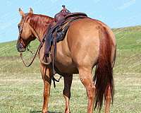 beginner-quarter-horse