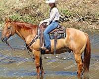 ranch-versatility-quarter-horse