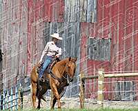 ranch-work-quarter-horse