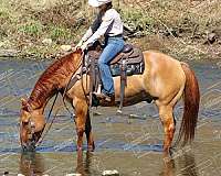 roping-quarter-horse