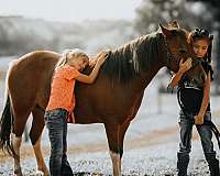 pinto-all-around-pony