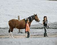 trail-riding-pony