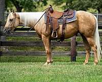 athletic-quarter-horse