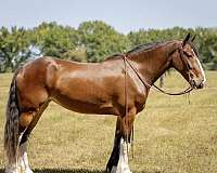 athletic-clydesdale-horse