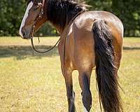 cross-clydesdale-horse