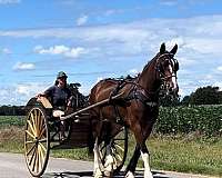 driving-clydesdale-horse