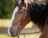 flashy-clydesdale-horse