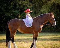 husband-safe-clydesdale-horse